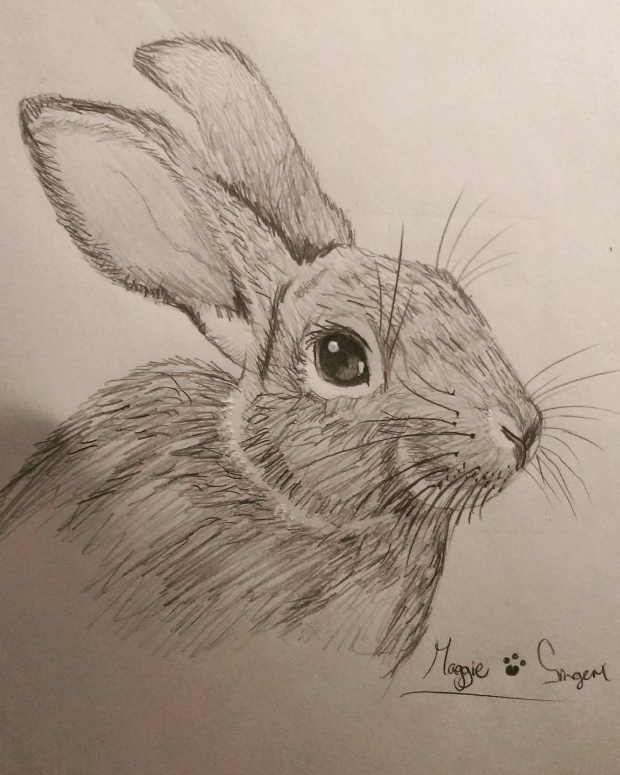 Rabbit Pencil Drawing at GetDrawings | Free download