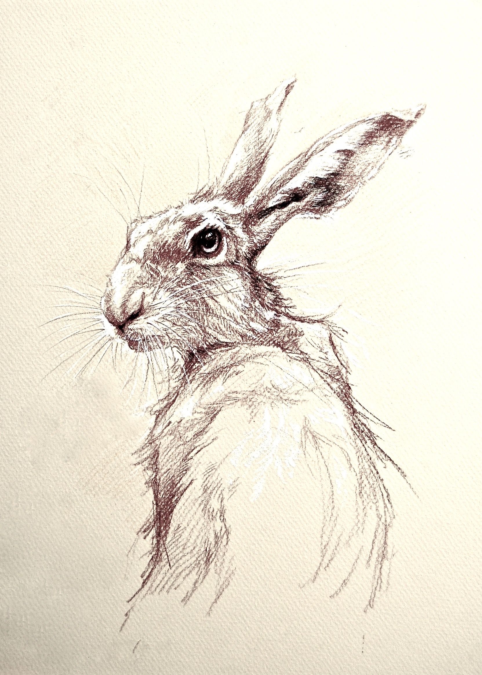 Rabbit Pencil Drawing at GetDrawings Free download