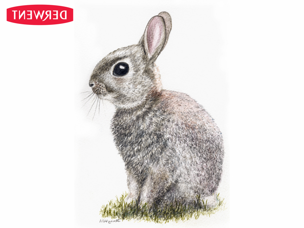 Rabbit Pencil Drawing at GetDrawings | Free download