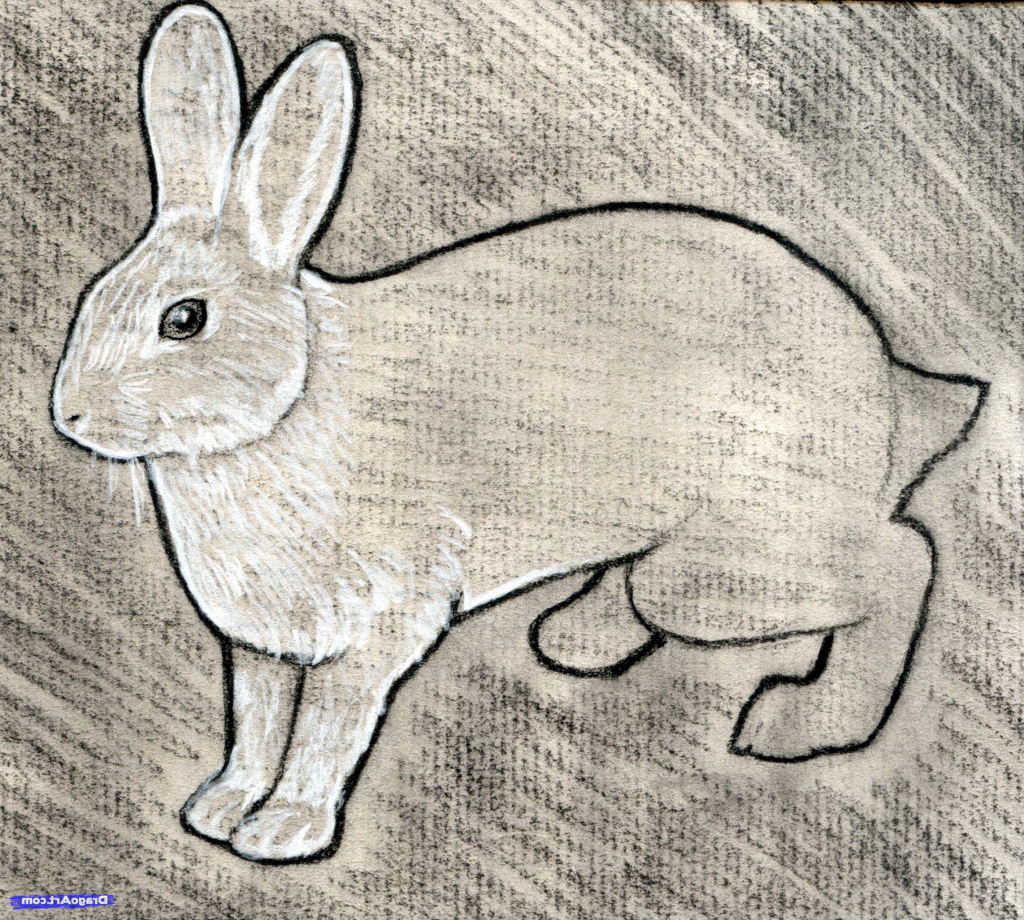 Rabbit Pencil Drawing at GetDrawings | Free download