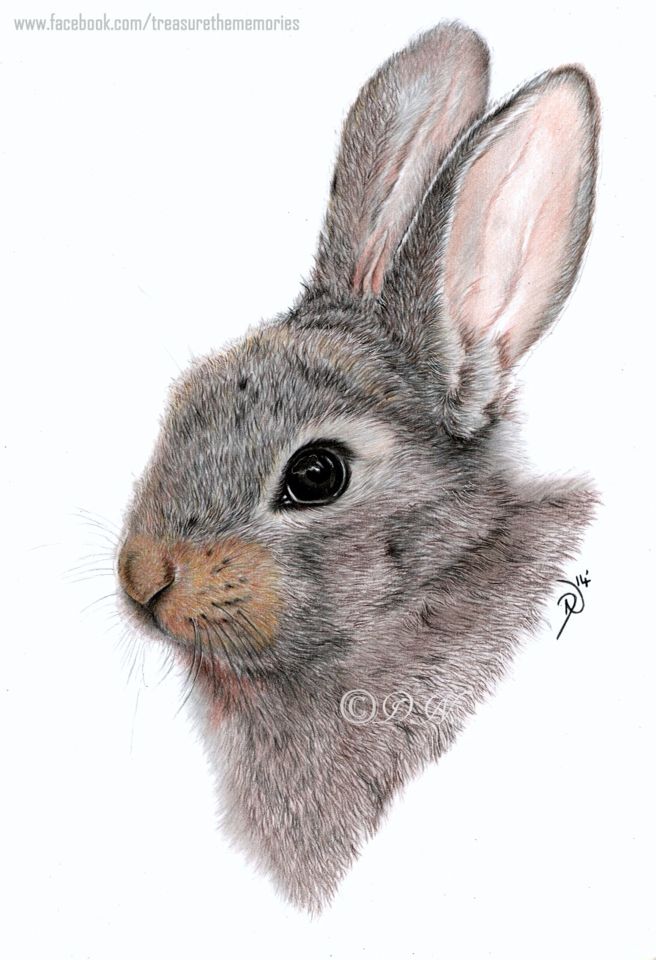 Rabbit Pencil Drawing at GetDrawings Free download