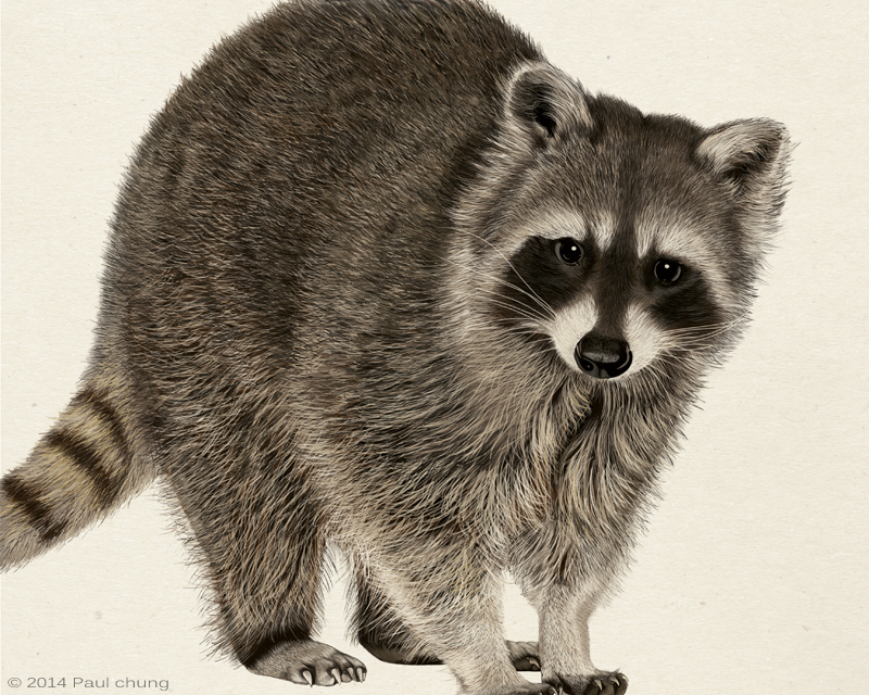 Raccoon Art Home Decor