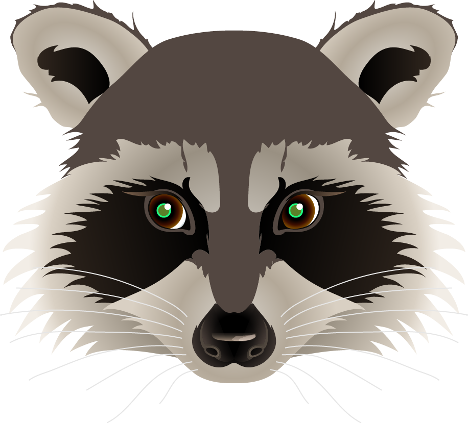 raccoon-face-drawing-at-getdrawings-free-download