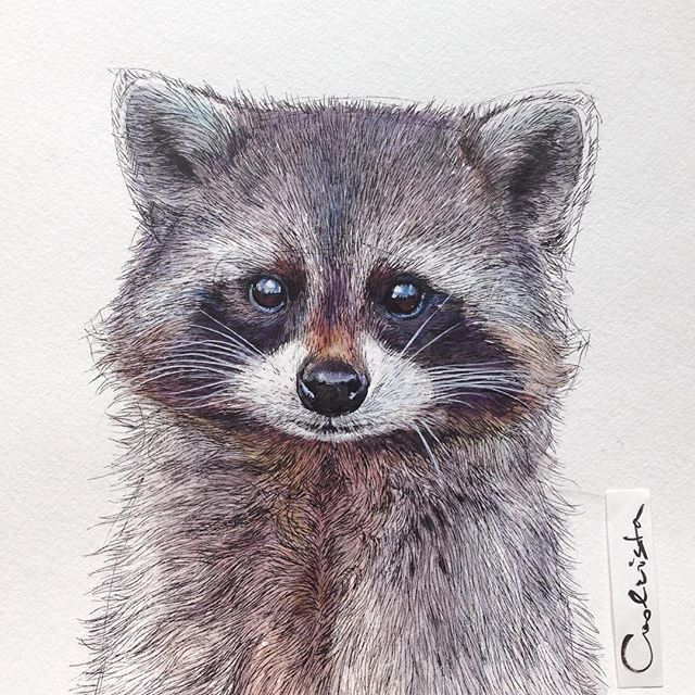 Raccoon Pencil Drawing at GetDrawings | Free download