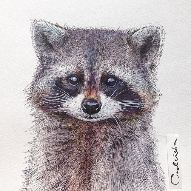 Raccoon Art Appeal