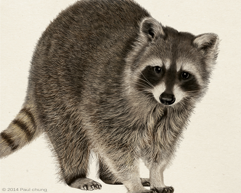 Raccoon Pencil Drawing