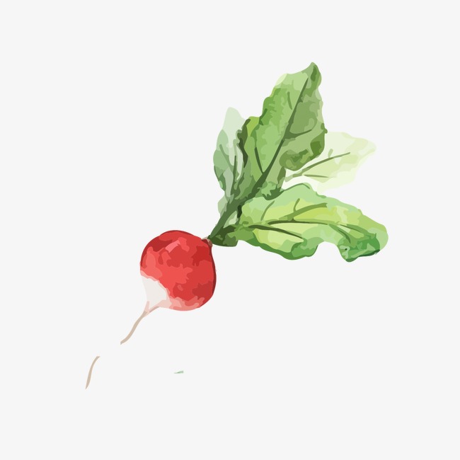 Radish Drawing at GetDrawings | Free download