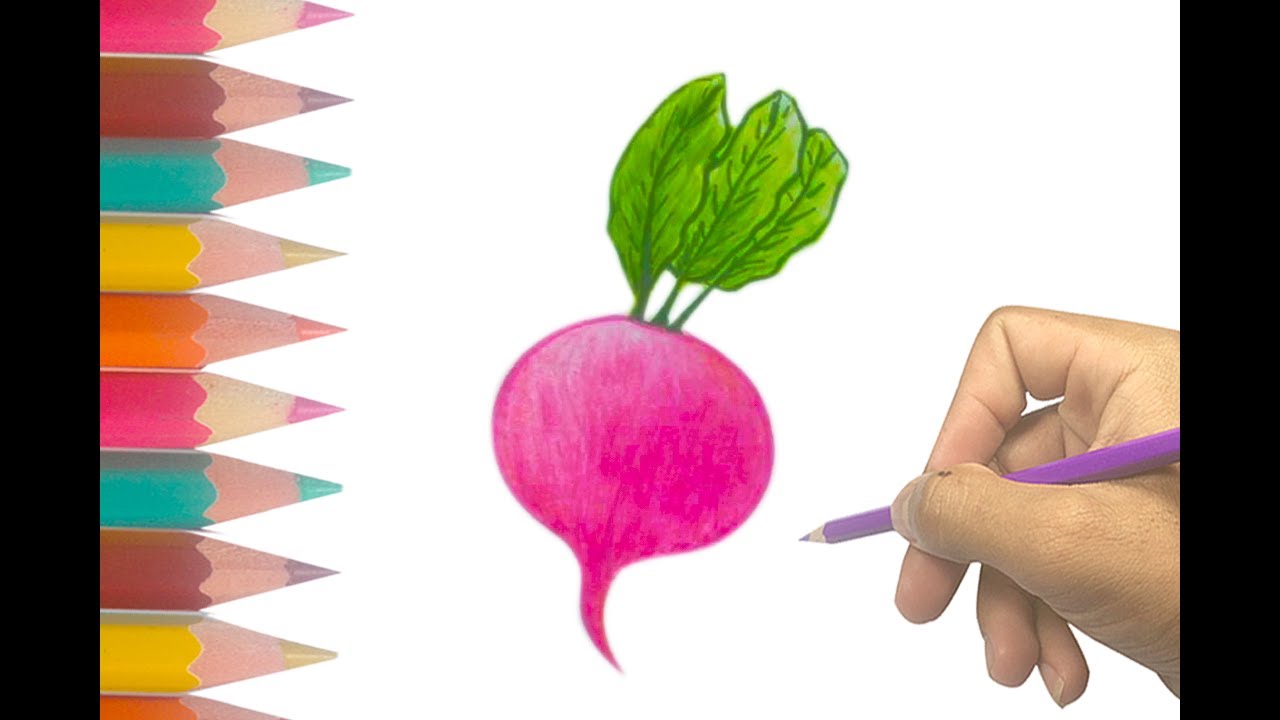 Radish Drawing at GetDrawings | Free download