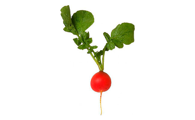 Radish Drawing at GetDrawings | Free download