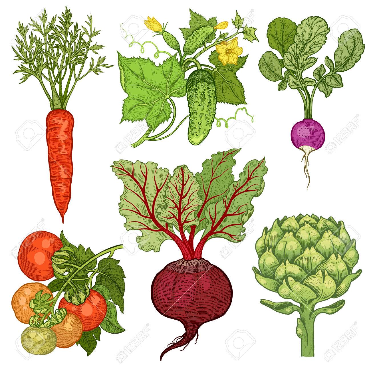 Radish Drawing at GetDrawings | Free download