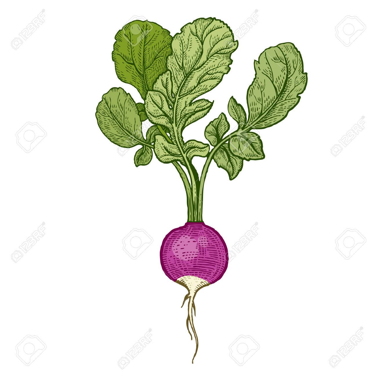 Radish Drawing at GetDrawings Free download