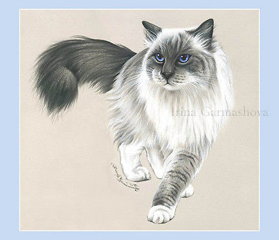 Ragdoll Cat Drawing at GetDrawings | Free download