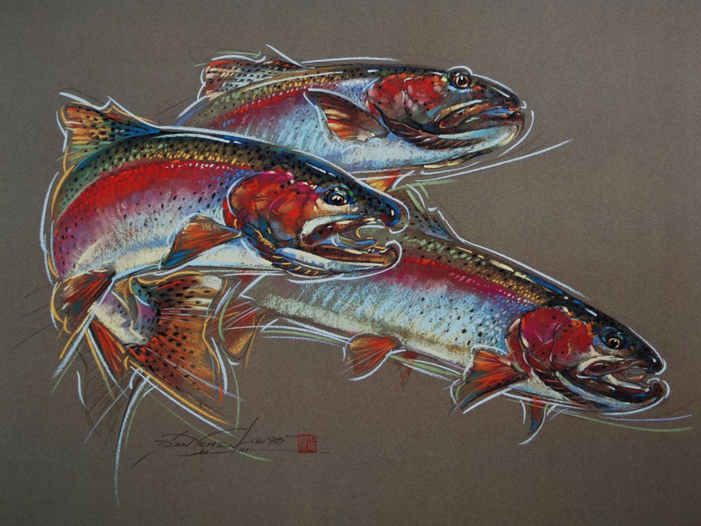 Rainbow Trout Drawing at GetDrawings | Free download