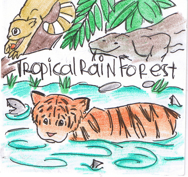 Rainforest Animal Drawing at GetDrawings Free download