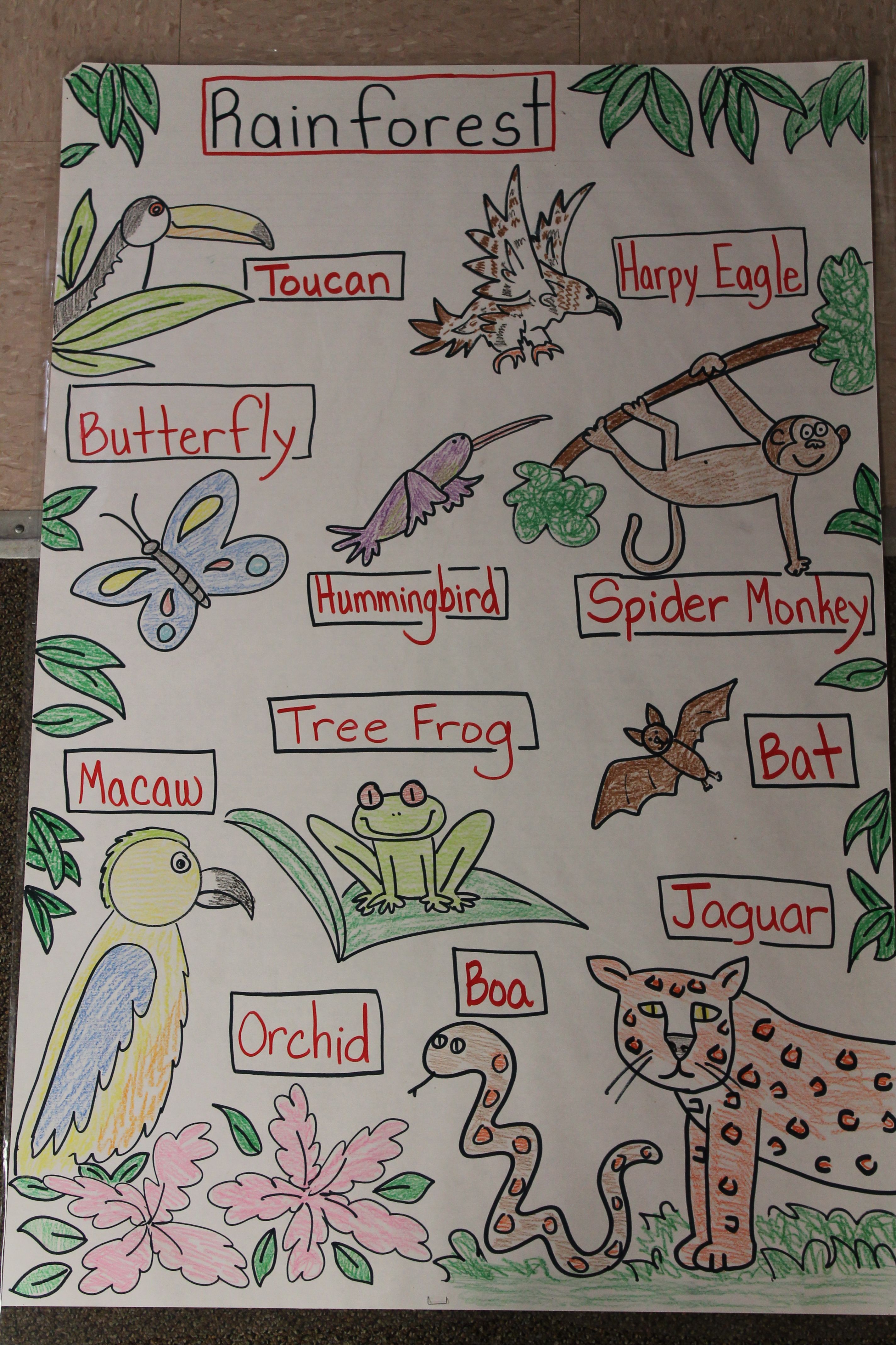 Drawing Rainforest Animals Ks2 Pitter Patter Raindrops Lesson 2 Midnight Dreamers