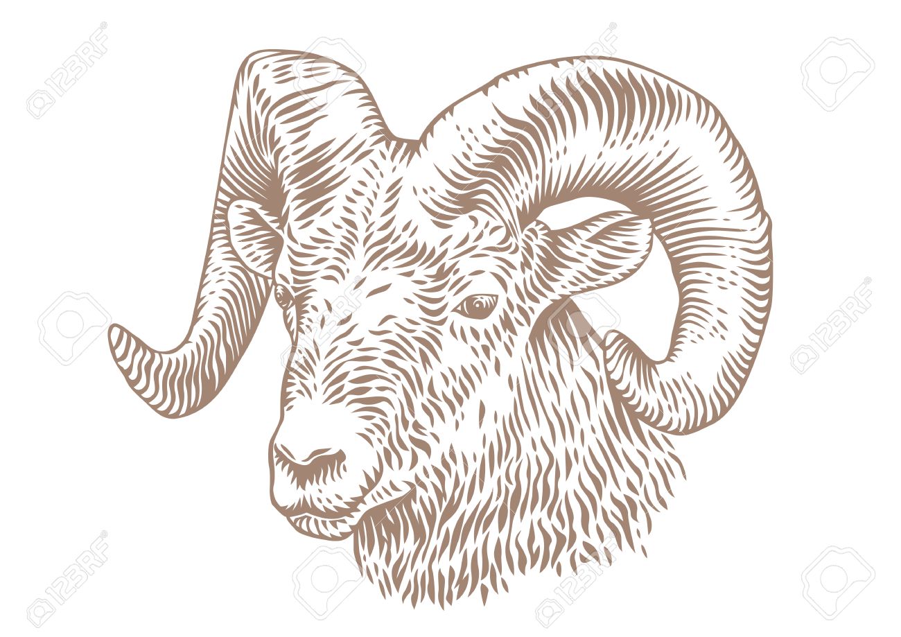 Ram Animal Drawing at GetDrawings Free download