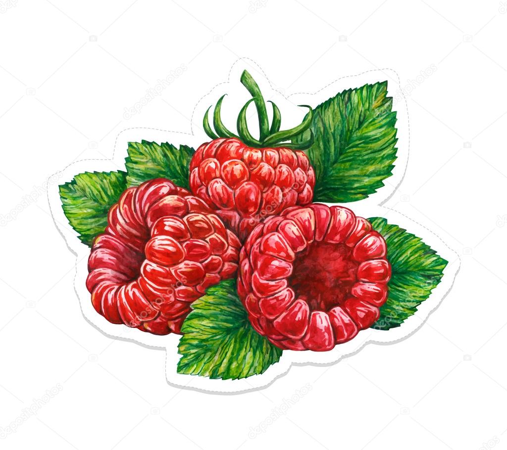 Raspberry Drawing at GetDrawings Free download