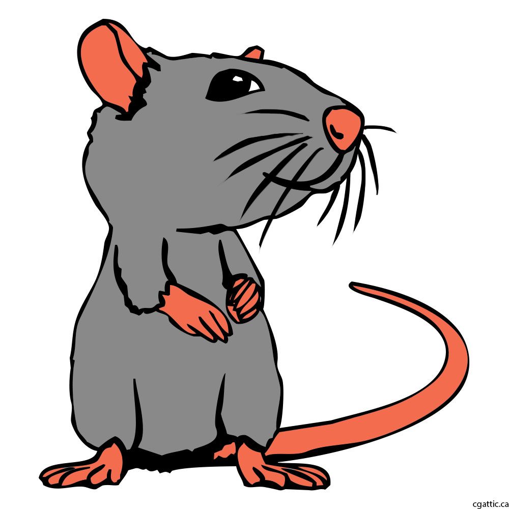 Rat Cartoon Drawing at GetDrawings Free download