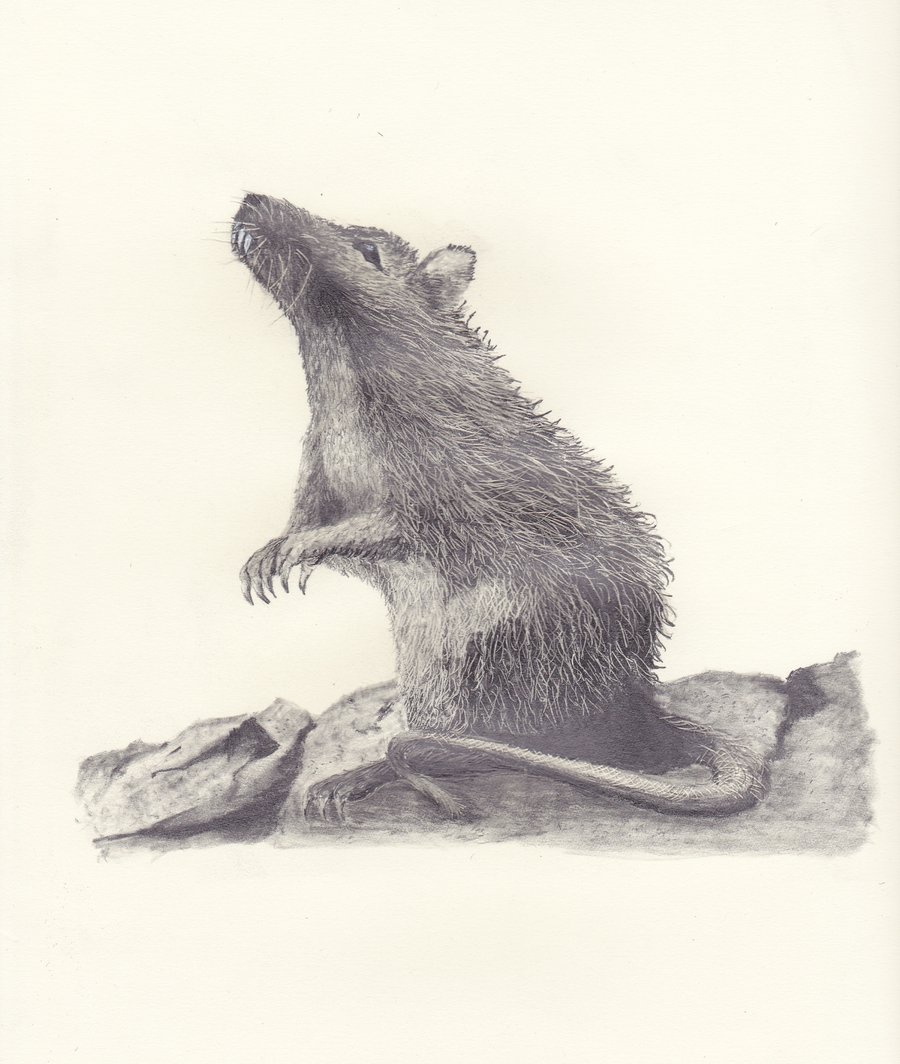 rat-drawing-at-getdrawings-free-download