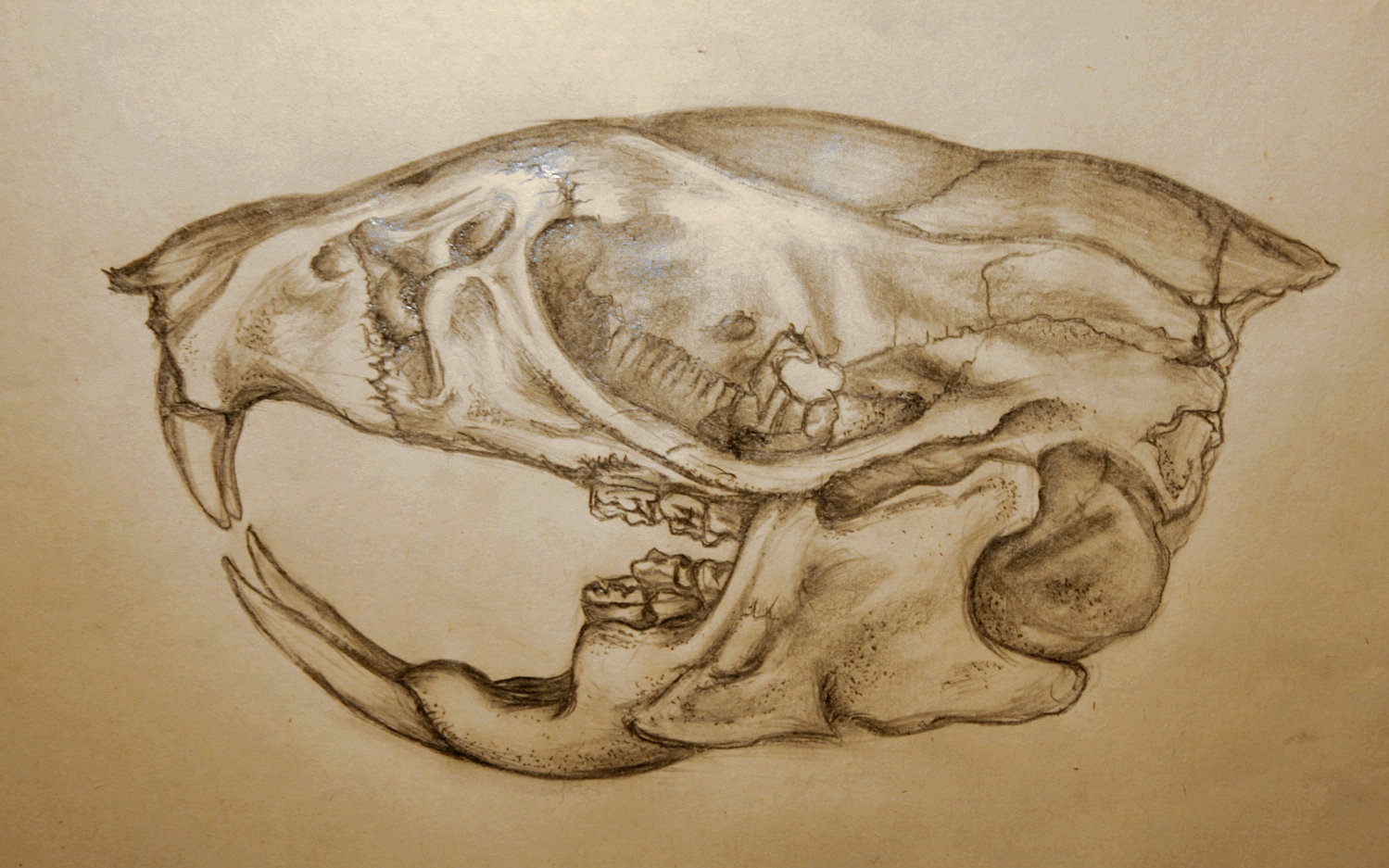 Rat Skull Drawing at GetDrawings Free download