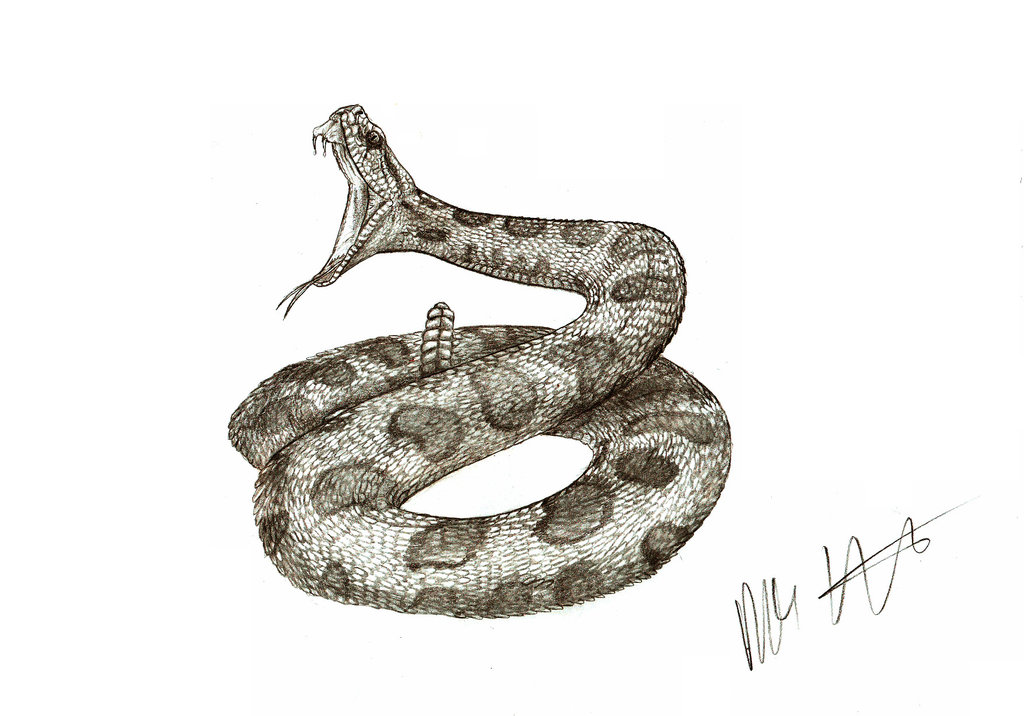 Rattlesnake Drawing at GetDrawings Free download