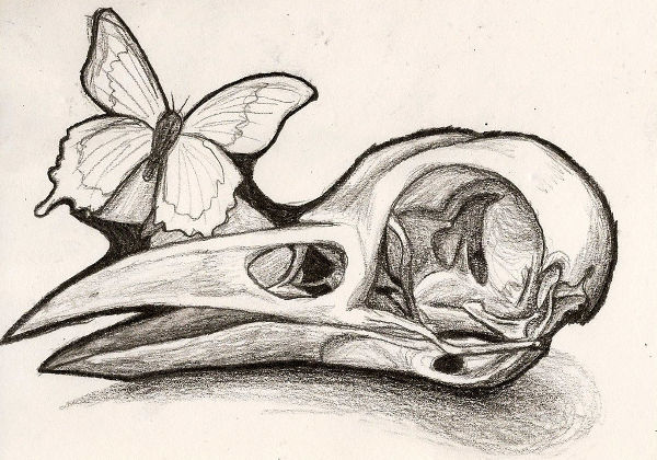 Raven Skull Drawing at GetDrawings | Free download