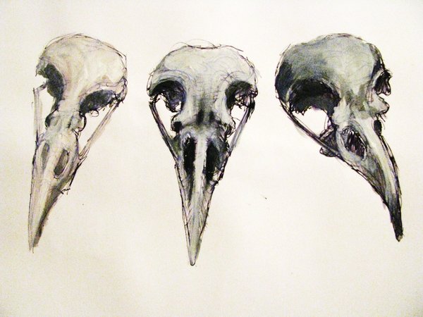 Raven Skull Drawing at GetDrawings | Free download