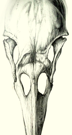 Raven Skull Drawing at GetDrawings | Free download