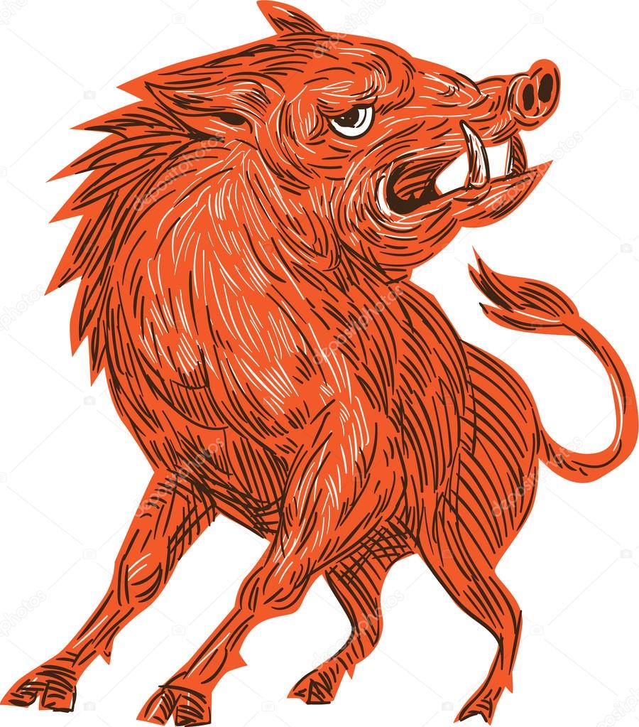 Razorback Drawing at GetDrawings Free download