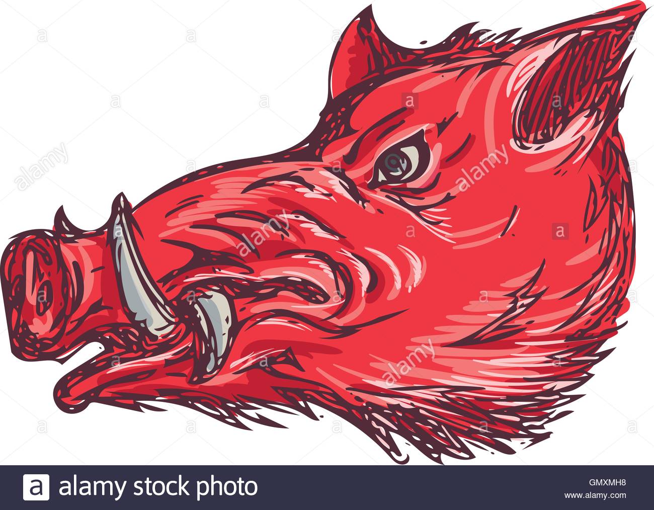 Razorback Drawing at GetDrawings Free download