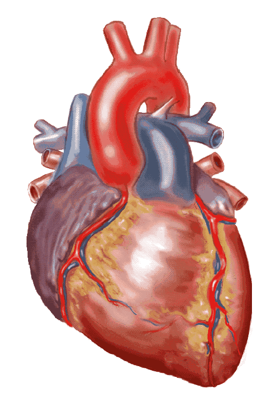 Real Human Heart Drawing at GetDrawings | Free download