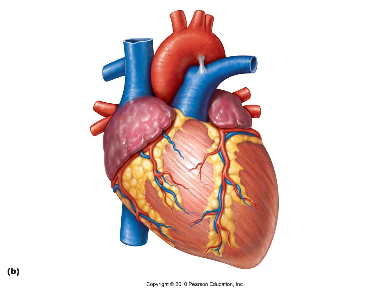 Real Human Heart Drawing at GetDrawings | Free download