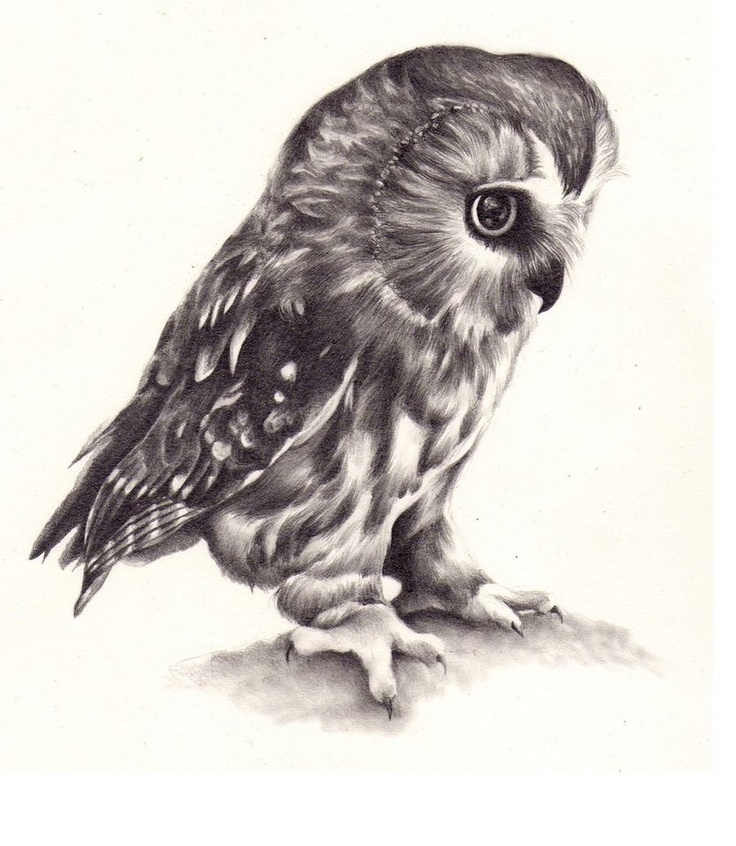 realistic-barn-owl-drawing-at-getdrawings-free-download