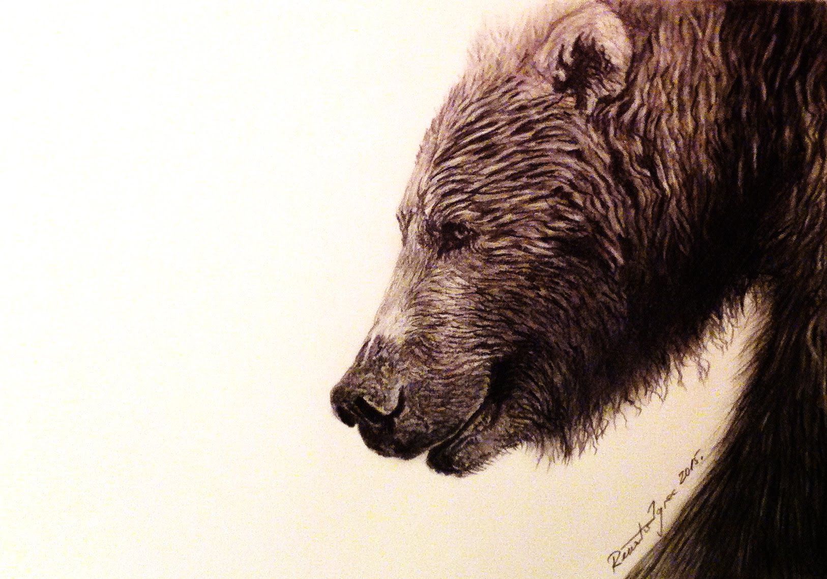 Realistic Bear Drawing at GetDrawings Free download