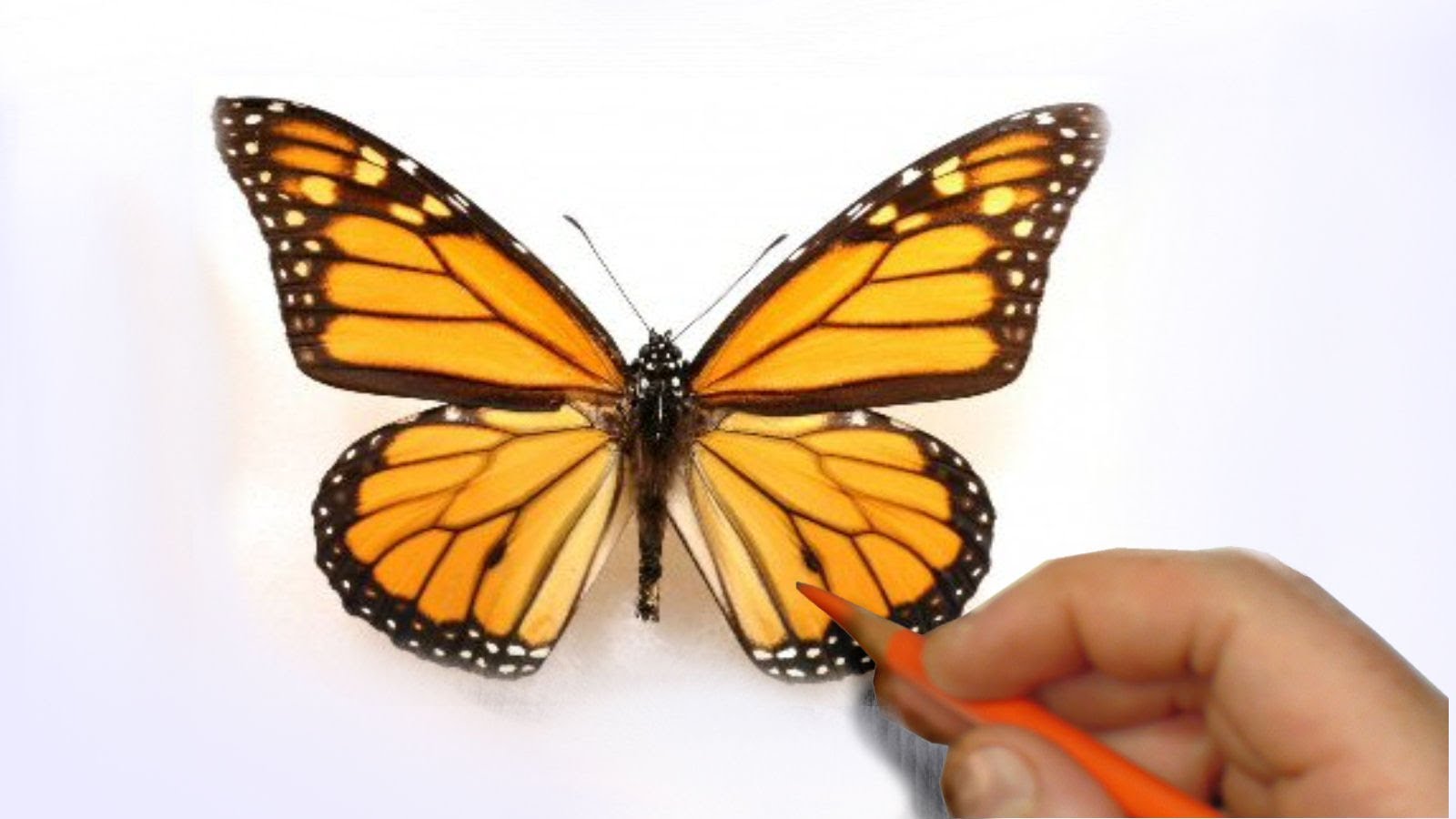 Realistic Butterfly Drawing at GetDrawings | Free download