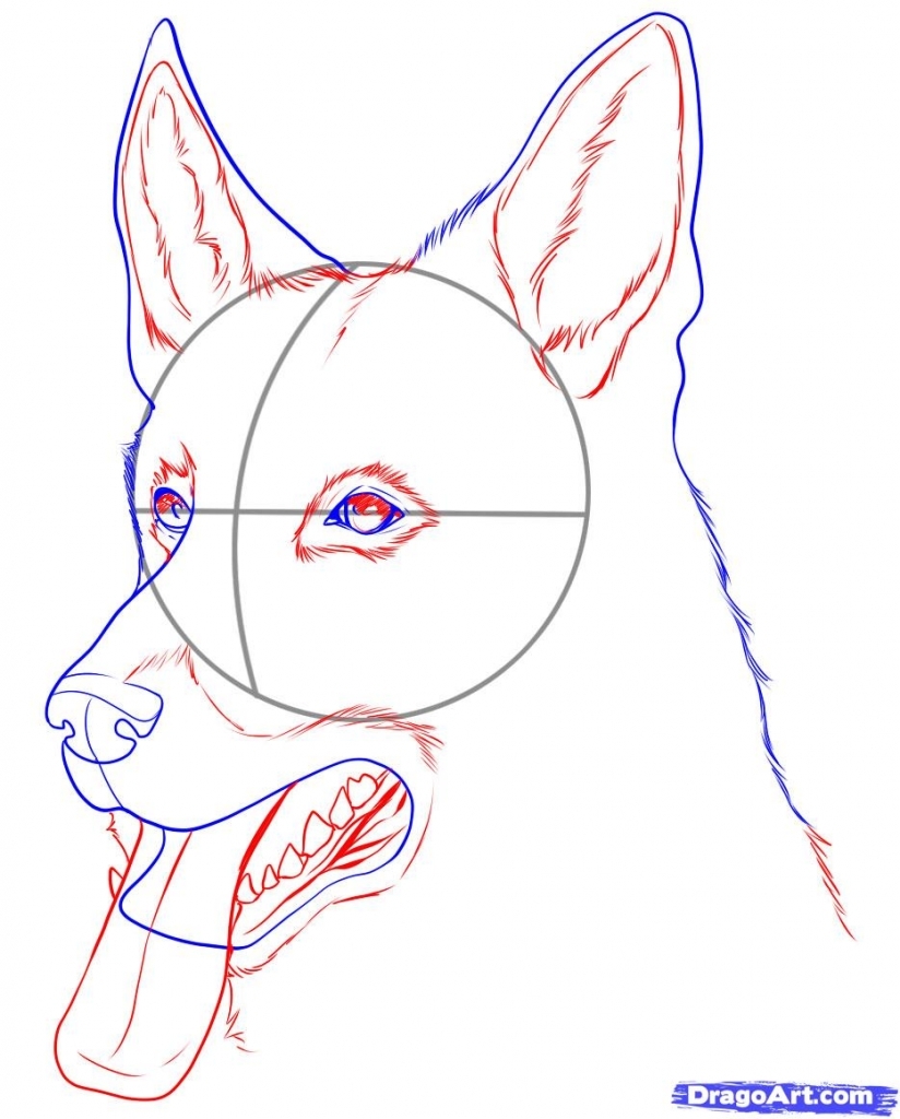 How To Draw A Realistic Dog Really Easy Drawing Tutor vrogue.co