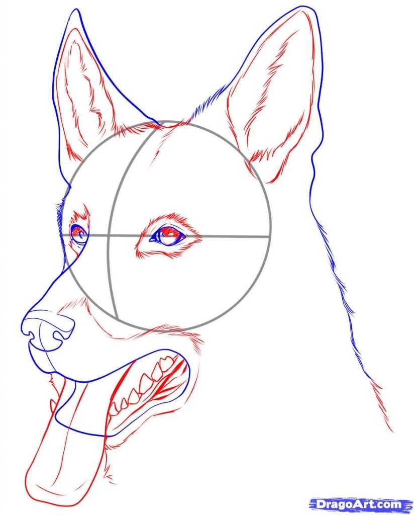 How To Draw A Realistic Dog Face For Beginners : How to draw a dog step