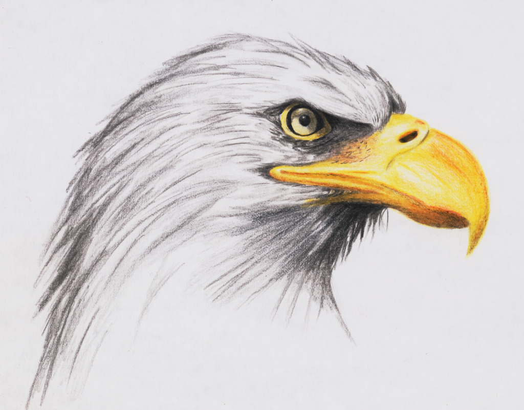 Realistic Eagle Drawing at GetDrawings Free download