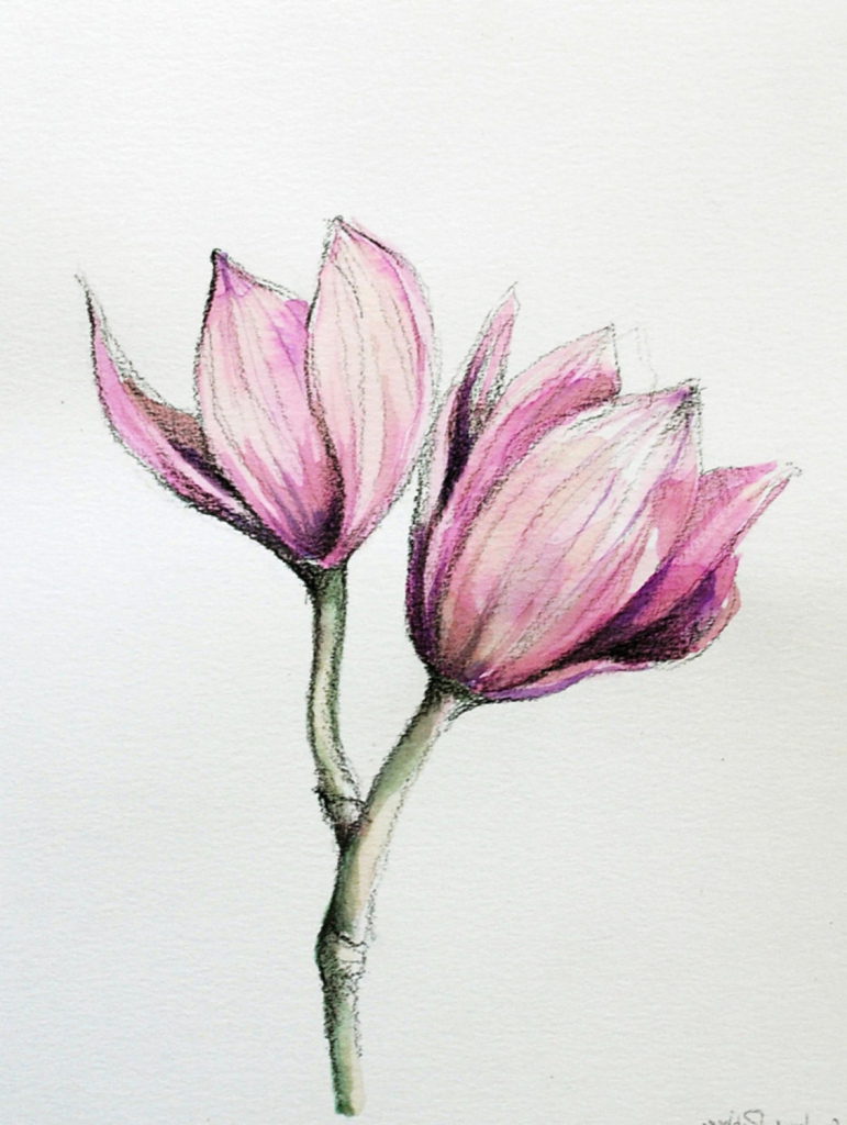 realistic-flower-drawing-at-getdrawings-free-download