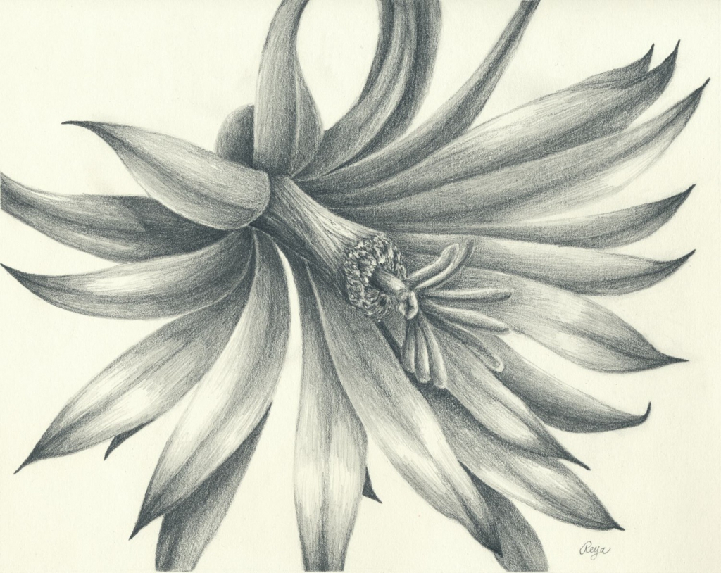 Realistic Flowers Drawing at GetDrawings Free download