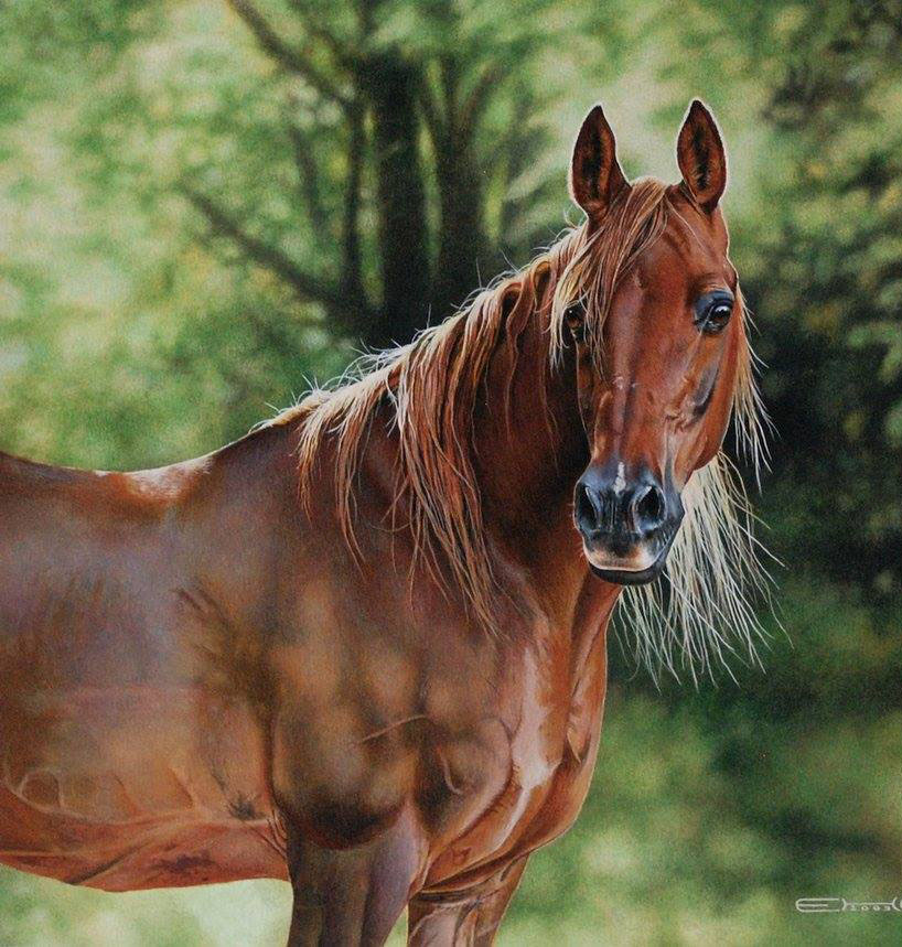 Realistic Horse Drawing at GetDrawings Free download