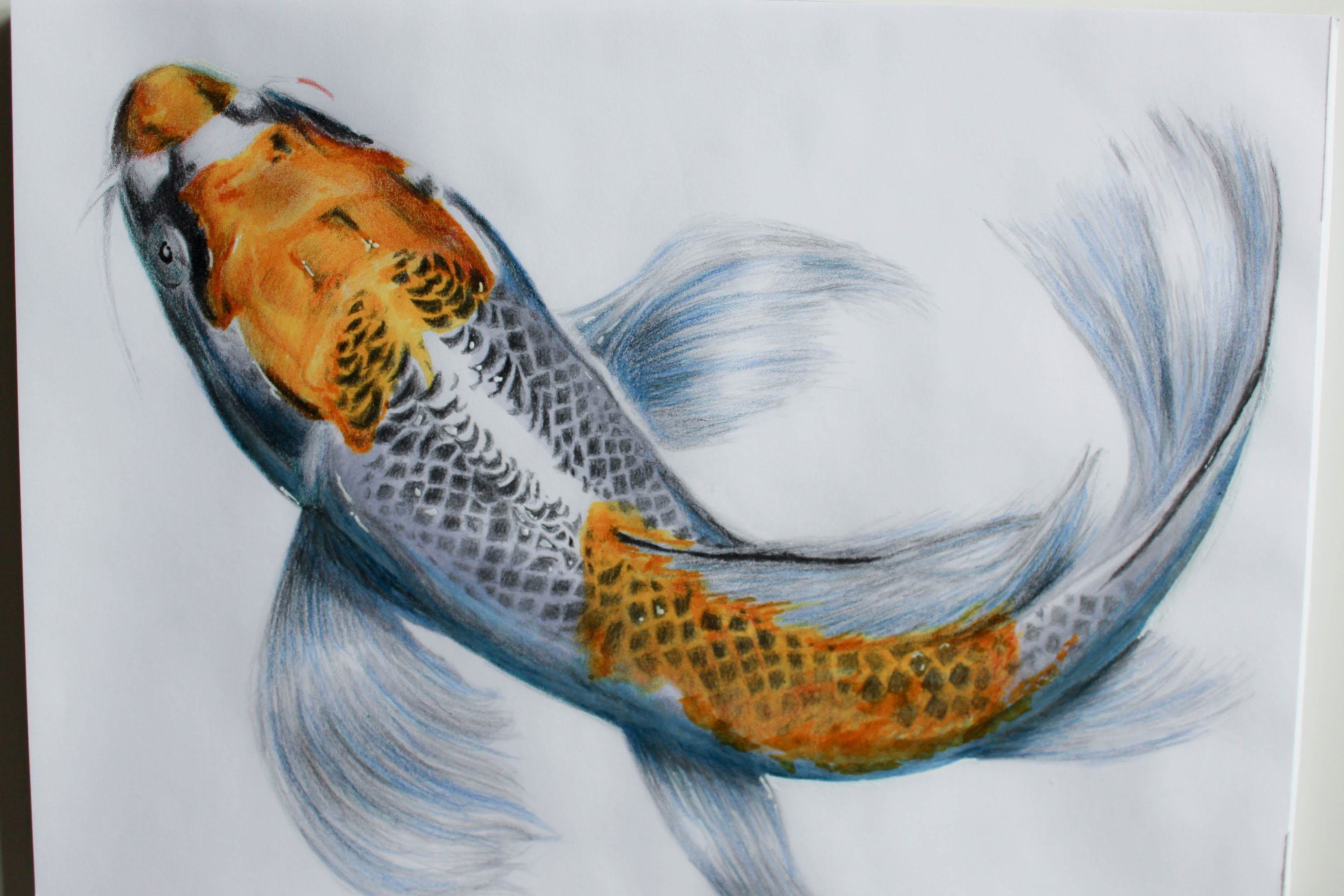 Realistic Koi Drawing at GetDrawings Free download