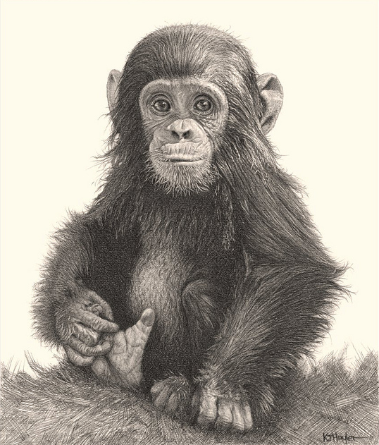 Realistic Monkey Drawing at GetDrawings Free download