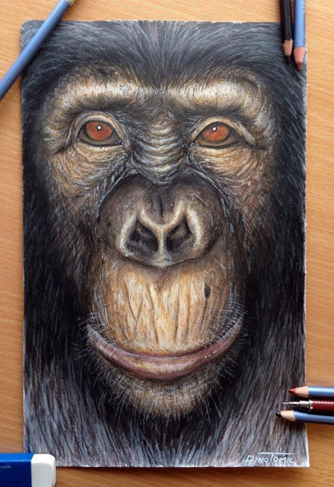 Realistic Monkey Drawing at GetDrawings Free download