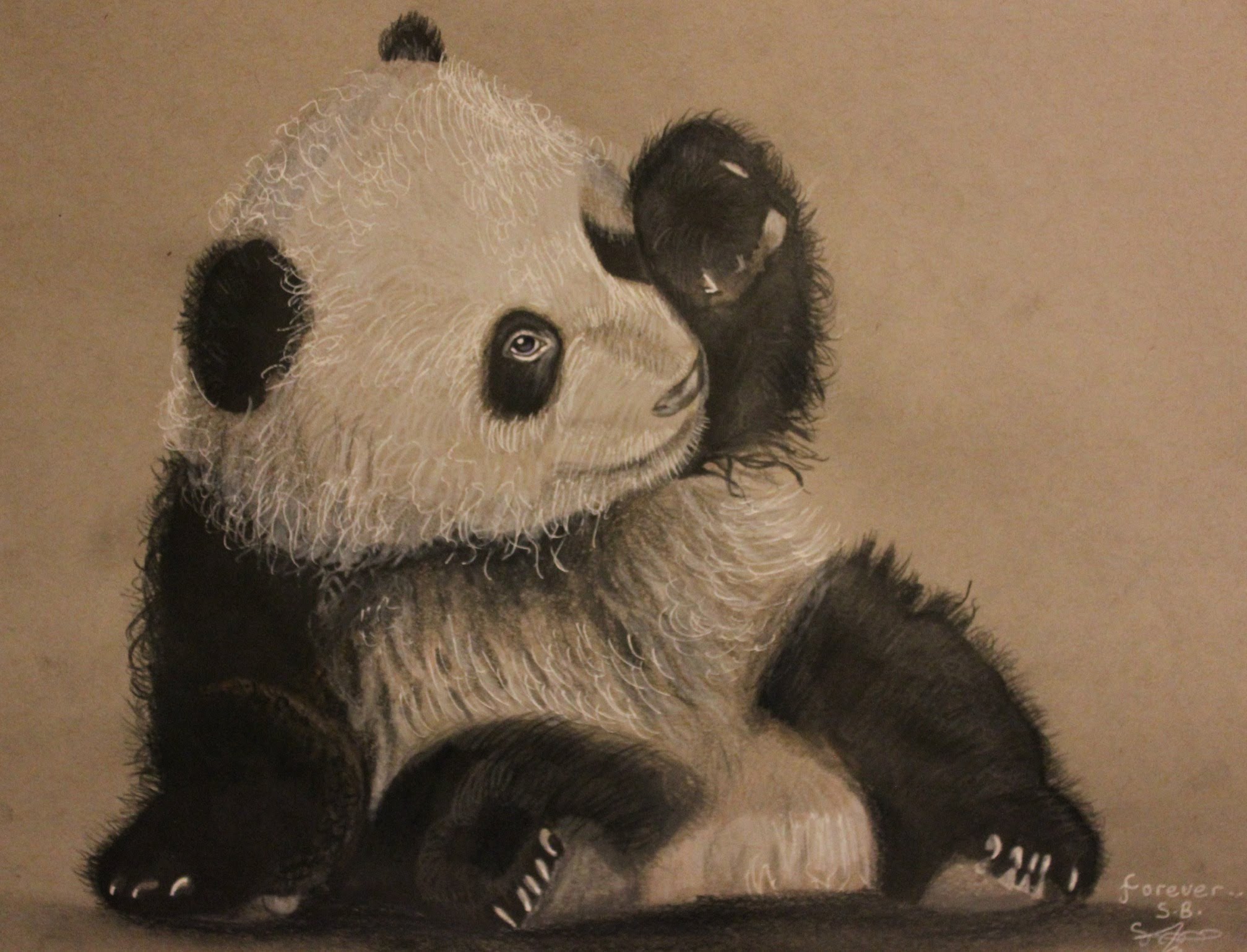 Featured image of post Realistic Pandas Drawings