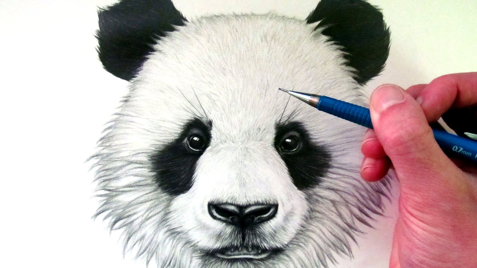 panda draw