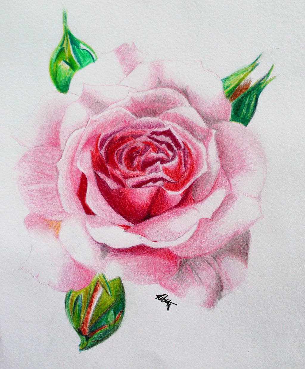 Интересный рисунок розы
