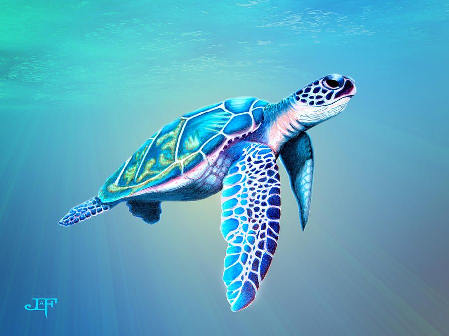 Realistic Sea Turtle Drawing at GetDrawings Free download