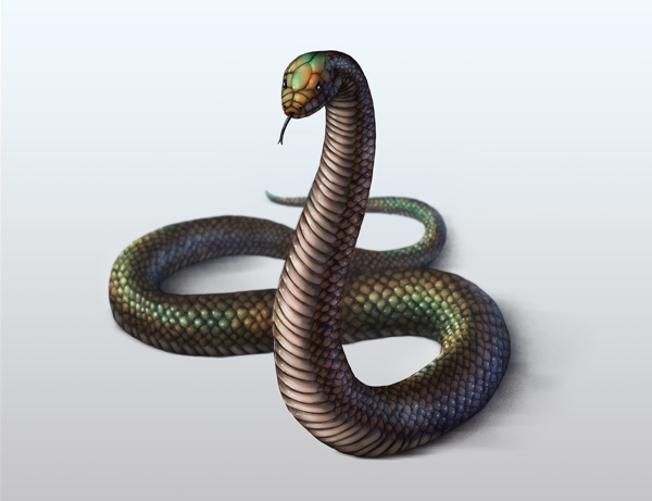 Realistic Snake Drawing at GetDrawings | Free download