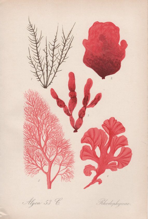 Red Algae Drawing at GetDrawings Free download